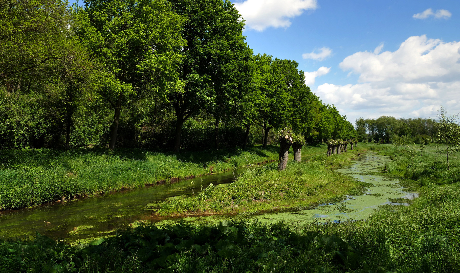 Weideninsel