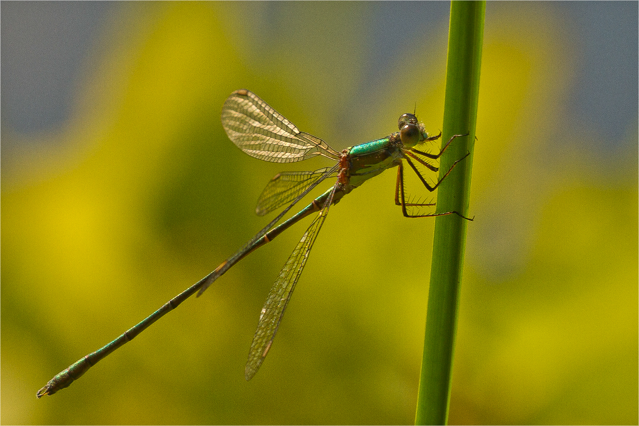 Weidenjungfer