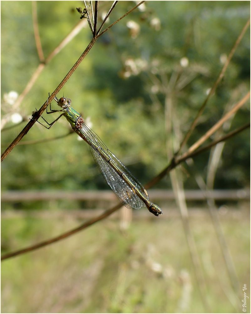 ~Weidenjungfer~