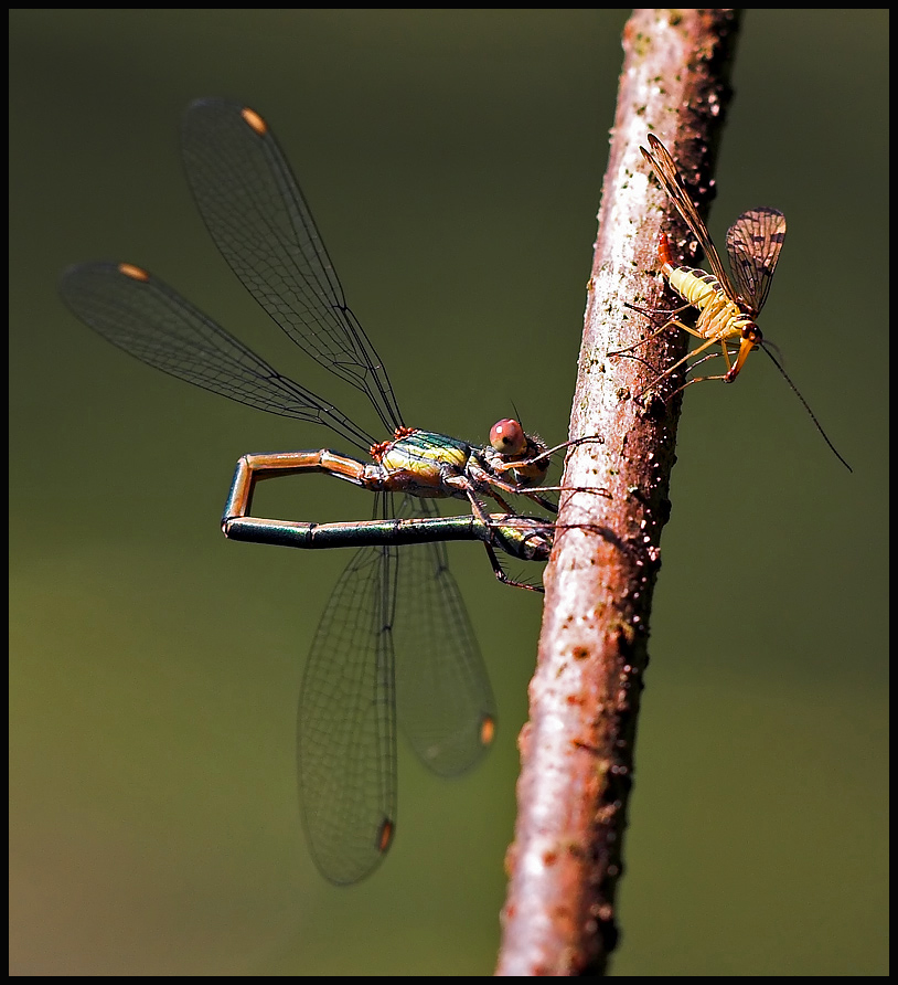 Weidenjungfer begegnet Scorpionsfliege