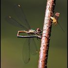 Weidenjungfer begegnet Scorpionsfliege