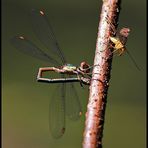 Weidenjungfer begegnet Scorpionsfliege