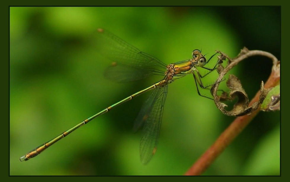 Weidenjungfer (Chalcolestes viridis)