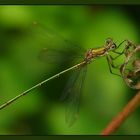 Weidenjungfer (Chalcolestes viridis)