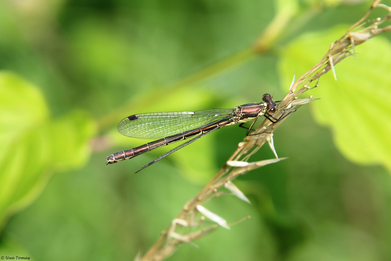 Weidenjungfer (Chalcolestes viridis)