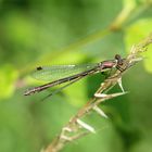 Weidenjungfer (Chalcolestes viridis)