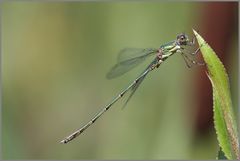 Weidenjungfer (Chalcolestes viridis)