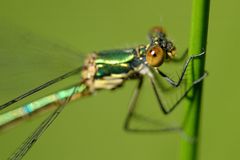 Weidenjungfer (Chalcolestes viridis)