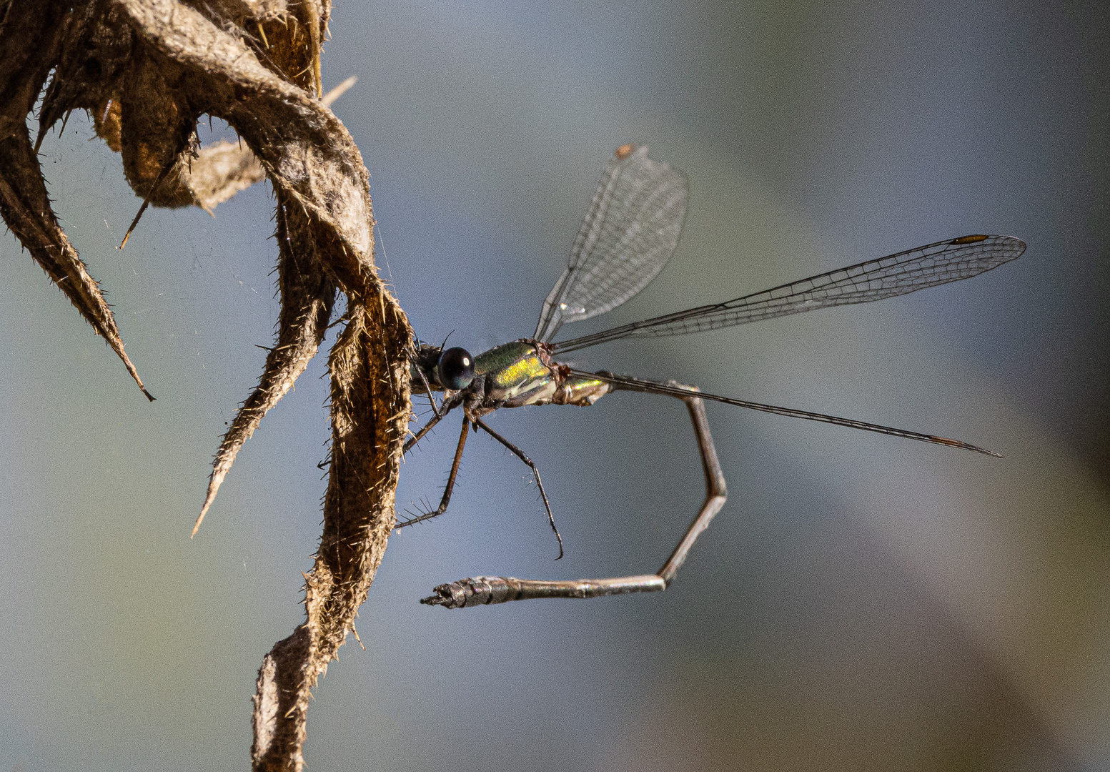 Weidenjungfer (Chalcolestes viridis)