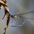 Weidenjungfer (Chalcolestes viridis)