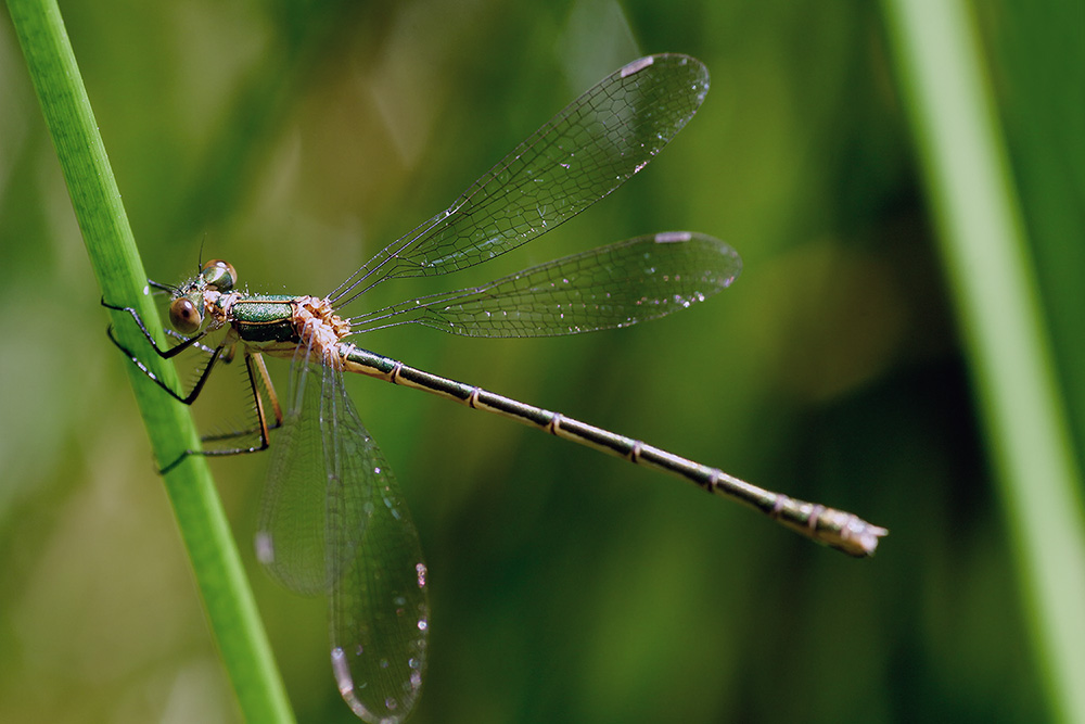 Weidenjungfer (Chalcolestes viridis)