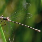 Weidenjungfer (Chalcolestes viridis)