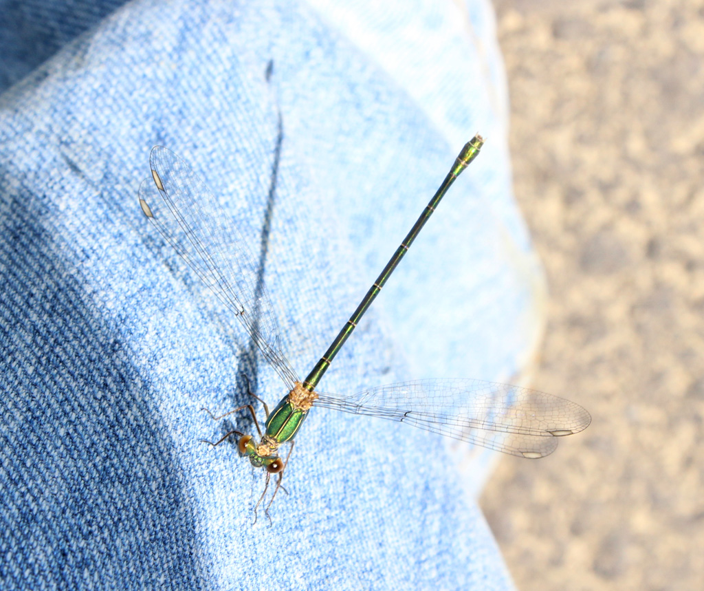 Weidenjungfer (Chalcolestes viridis)