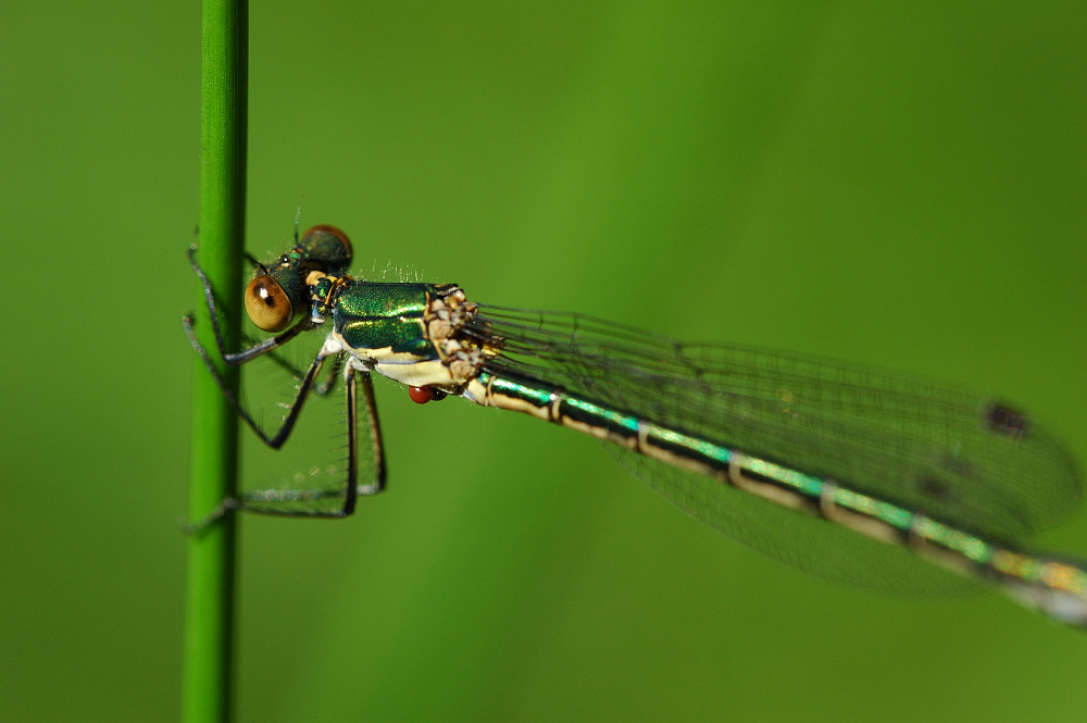 Weidenjungfer (Chalcolestes viridis)