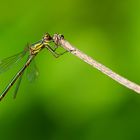 Weidenjungfer (Chalcolestes viridis)?