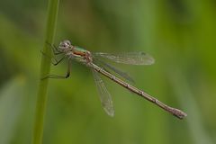 Weidenjungfer (Chalcolestes viridis)