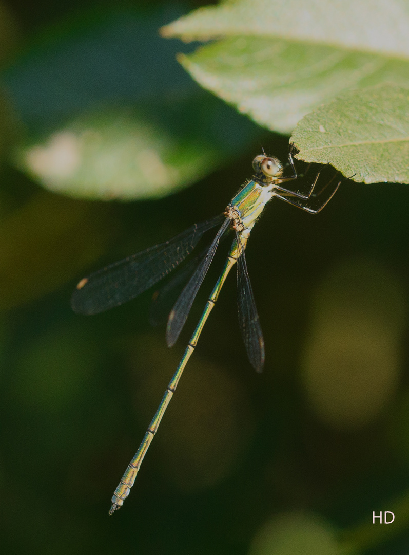 Weidenjungfer (Chalcolestes viridis)