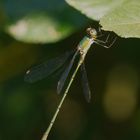 Weidenjungfer (Chalcolestes viridis)