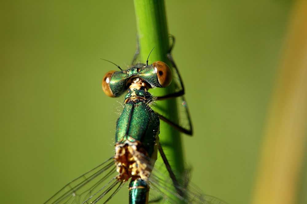 Weidenjungfer (Chalcolestes viridis) II