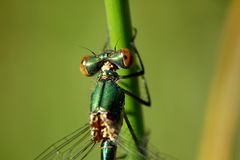 Weidenjungfer (Chalcolestes viridis) II