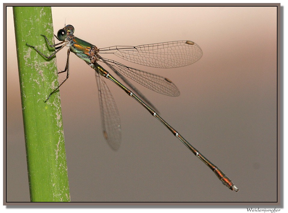 Weidenjungfer (Chalcolestes viridis) meine letzte Libelle