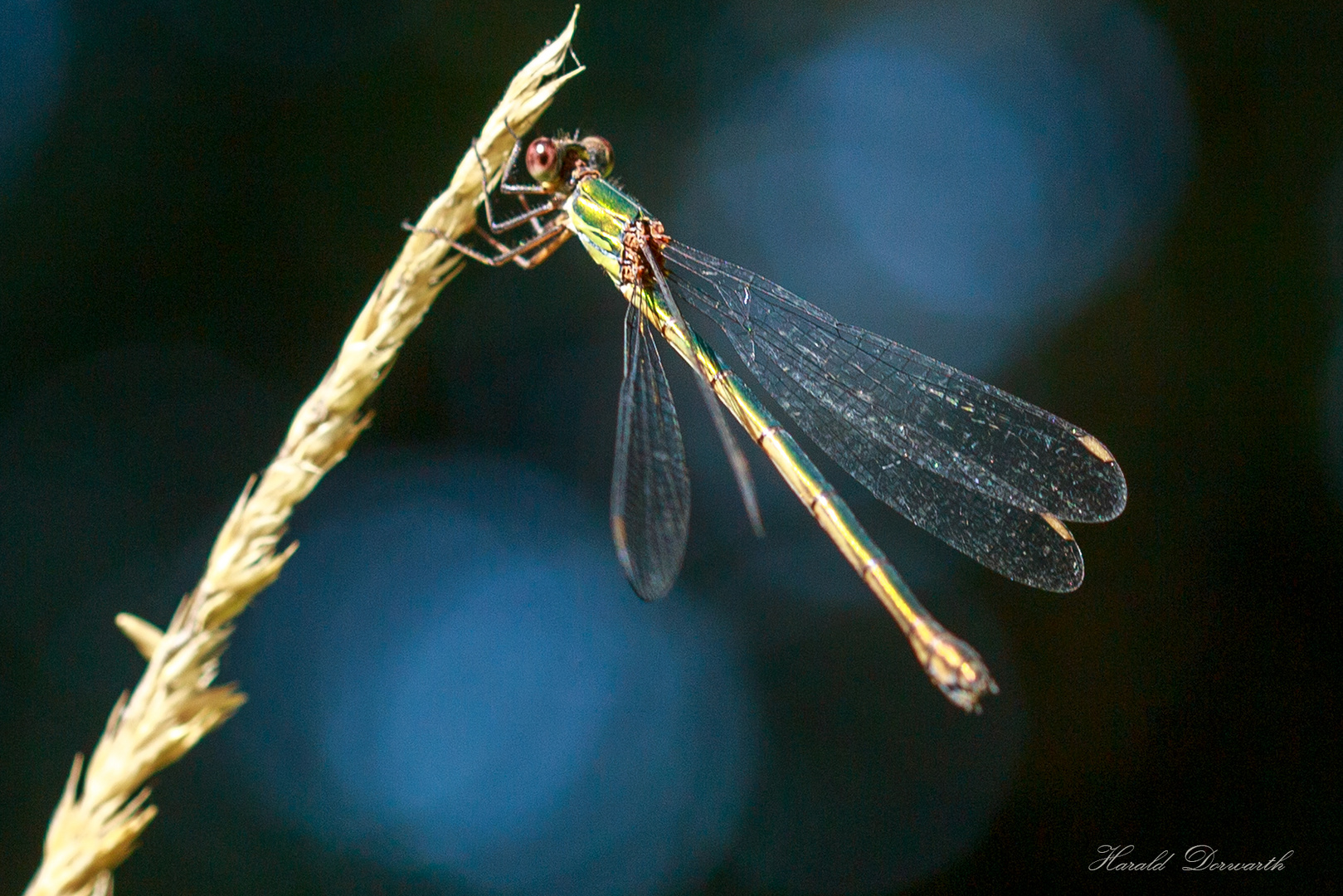 Weidenjungfer (Chalcolestes viridis) Weibchen