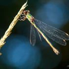 Weidenjungfer (Chalcolestes viridis) Weibchen