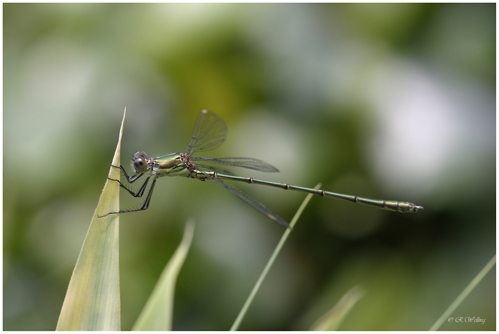 Weidenjungfer (Lestes virides)