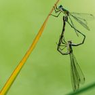 Weidenjungfer (Lestes viridis)