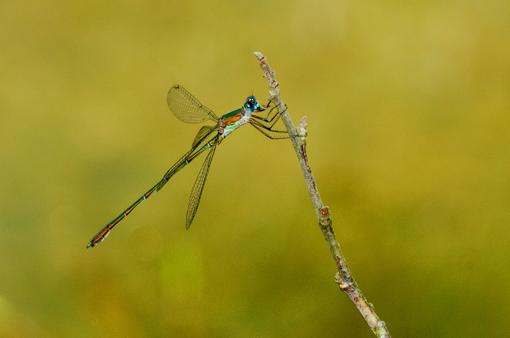 Weidenjungfer (Lestes viridis)