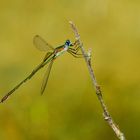 Weidenjungfer (Lestes viridis)