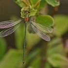 Weidenjungfer (Lestes viridis), Männchen