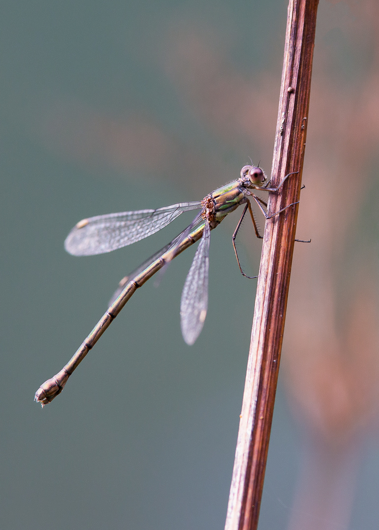 Weidenjungfer Libelle - Chalcolestes viridis 