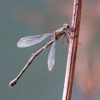 Weidenjungfer Libelle - Chalcolestes viridis 