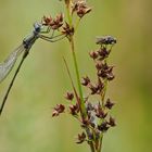 Weidenjungfer und Fliege