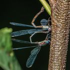 Weidenjungfern