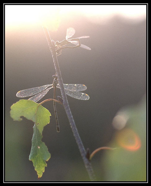 Weidenjungfern am Abend