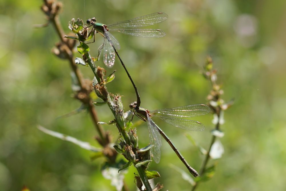 Weidenjungfern