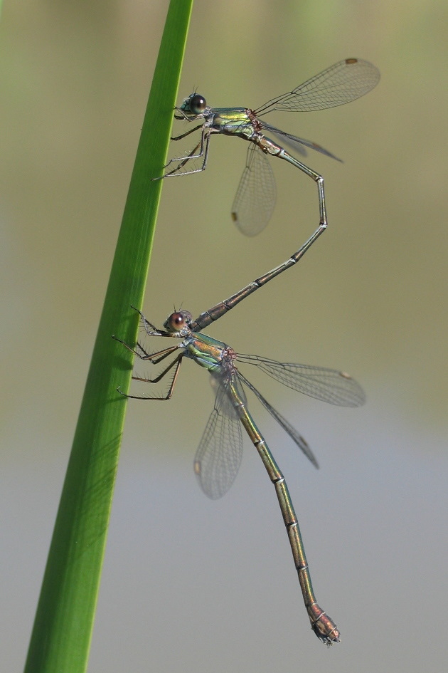 Weidenjungfern