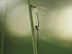 Weidenjungfern