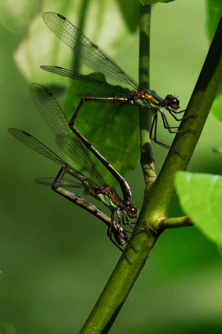 Weidenjungfern im Tandem bei der Eiablage