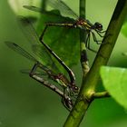 Weidenjungfern im Tandem bei der Eiablage