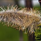 Weidenkätzchen