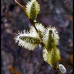 Weidenkätzchen (1)