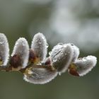 Weidenkätzchen