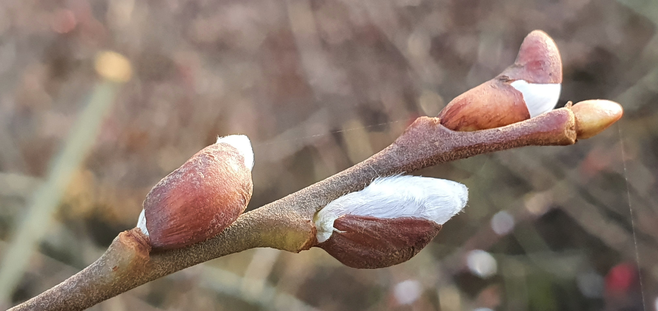 Weidenkätzchen  29.12.2019