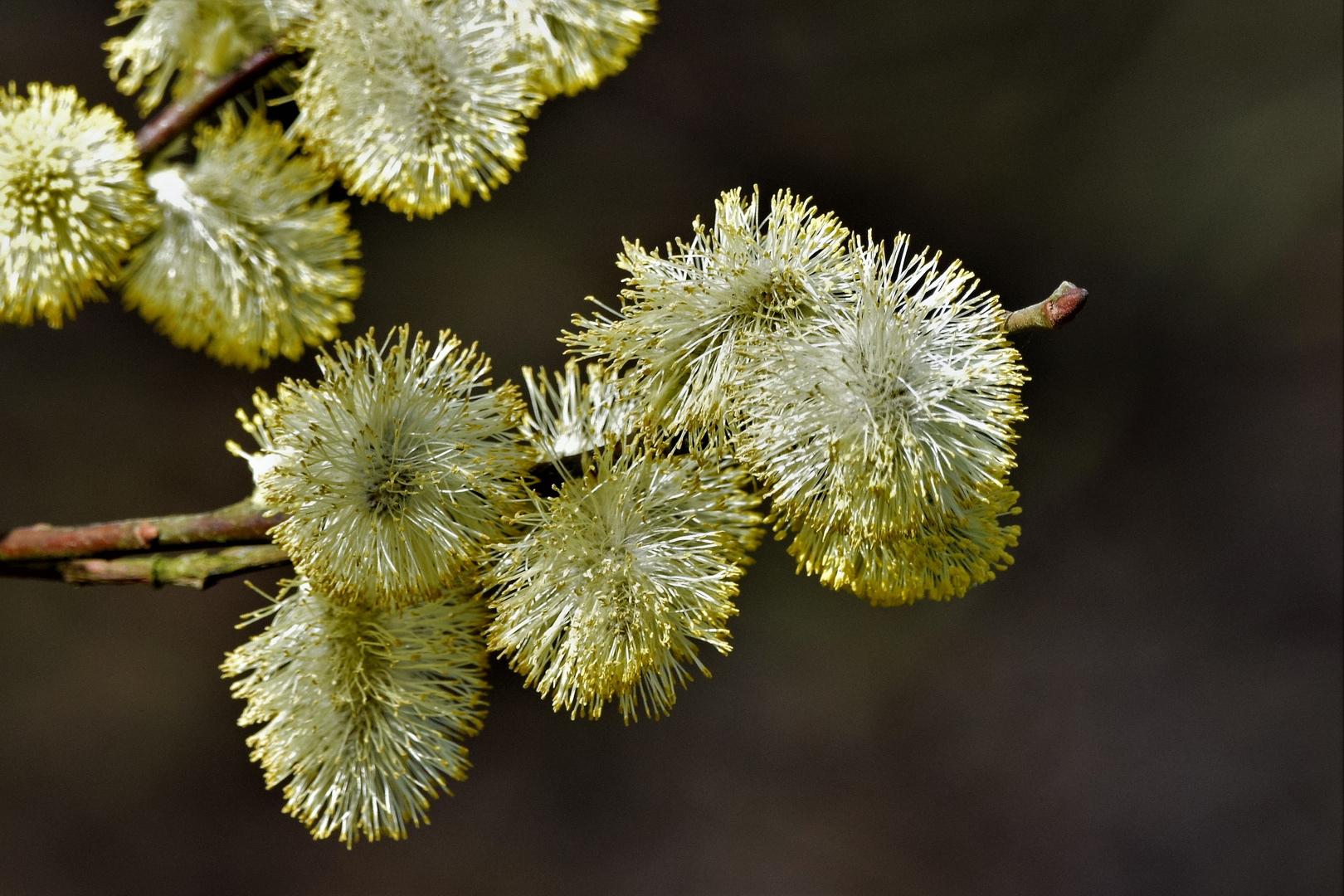 Weidenkätzchen Foto & Bild pflanzen, pilze & flechten, blüten