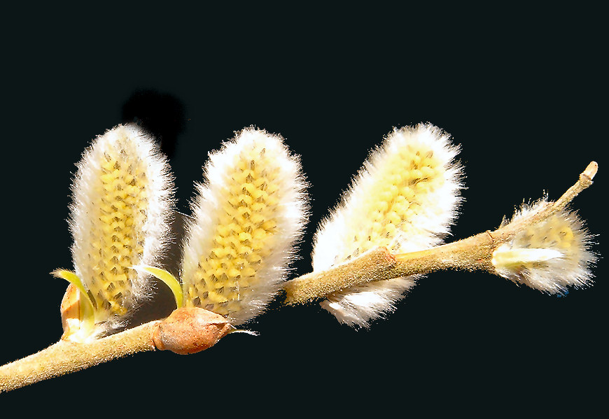 Weidenkätzchen