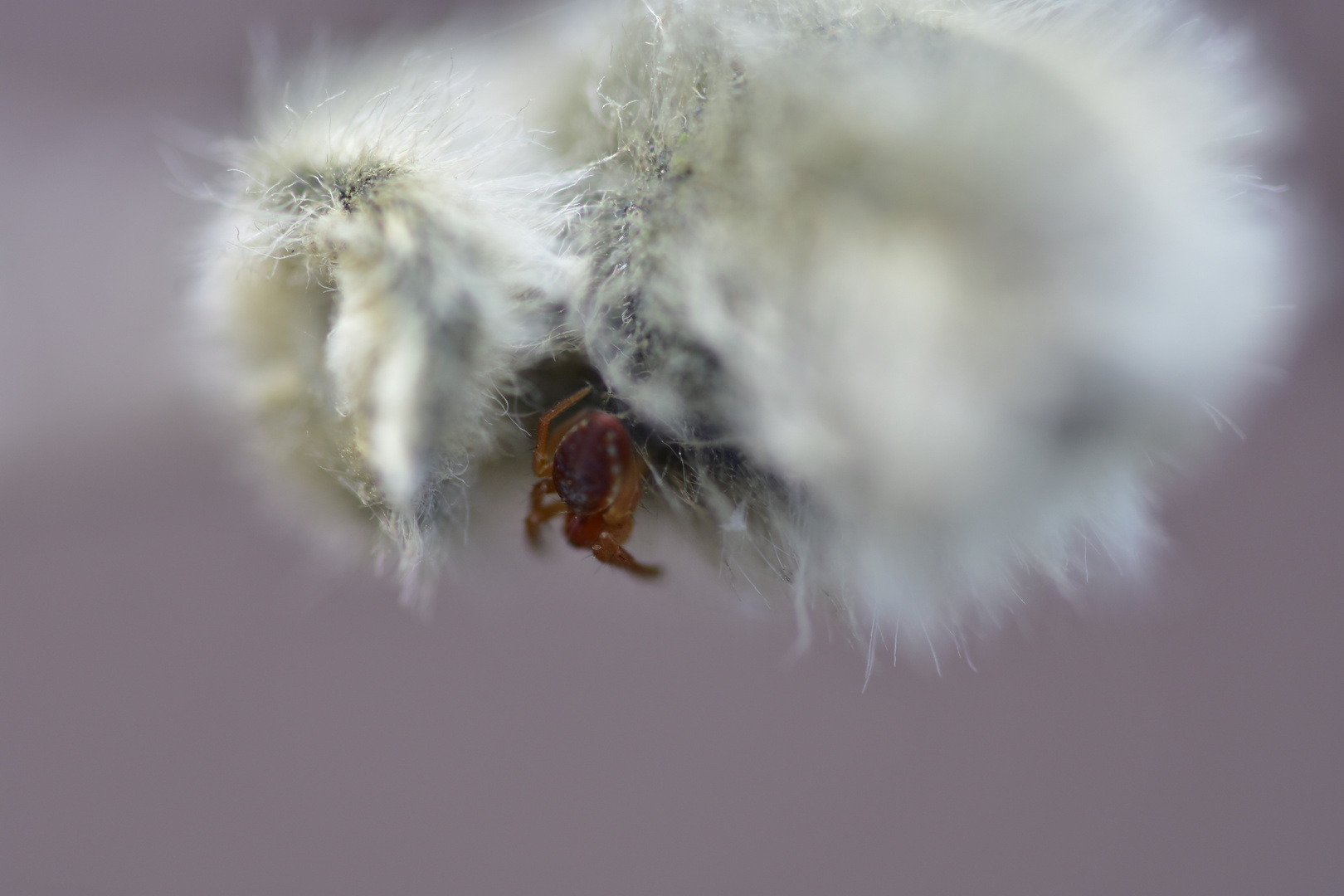 Weidenkätzchen als Insektenhöhle