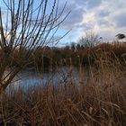 Weidenkätzchen am Fluss